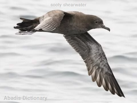sooty shearwater